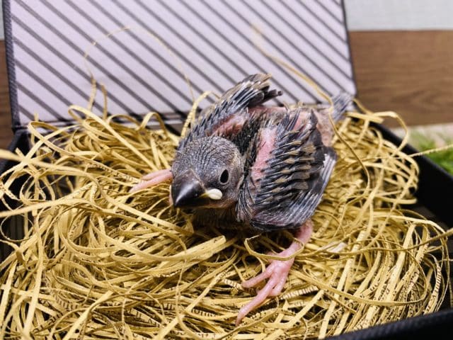 文鳥と言えばの定番人気カラー！桜文鳥のヒナがやって来ました〜