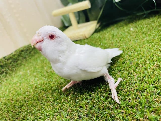 1人餌です！最新画像・動画になりますよ‼️注目レアカラー‼️まっしろマメたんの登場です‼️ マメルリハ　アルビノ