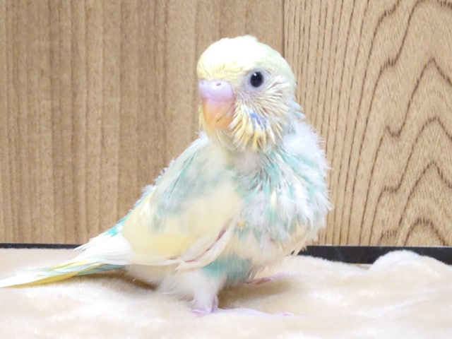 ヨチヨチ歩きがかわいい子♡セキセイインコ(パステルレインボーパイド)ヒナ