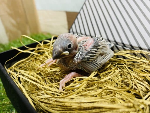 落ち着いた色合いへと成長するシルバー文鳥のヒナやって来ました〜