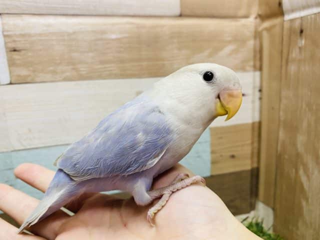 淡めなブルー系カラーが美しいコザクラインコブルーバイオレットシナモンオパーリン