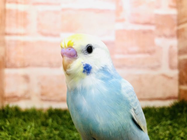 パステルカラーです　セキセイインコ　パステルレインボー　R４　１０／２６撮影