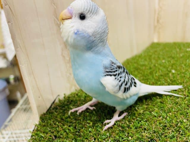 ぱぁーっと明るくしちゃうんだから！　セキセイインコ　パイド
