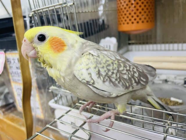ヒナ餌2回！最新画像になりますよ‼️オカメインコ シナモンパール 9月生まれ