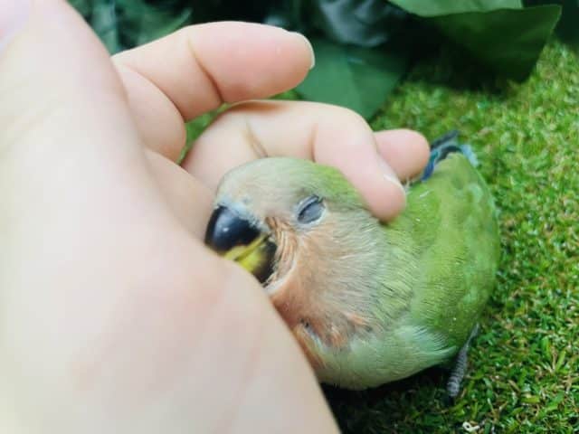 最新画像になりますよ‼️わっしょいラブバード祭りだよ‼️③ コザクラインコ代表！！！！王道を行く王道！！　コザクラインコ　ノーマル