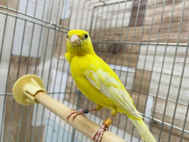 レモンカナリアの女の子！