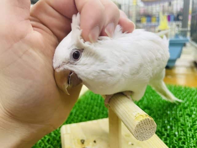 最新画像になりますよ～！！出来るようになりました！ニギコロ最新動画になります♪雪のようにまっしろ～なオキナインコさん！　オキナインコ　アルビノ