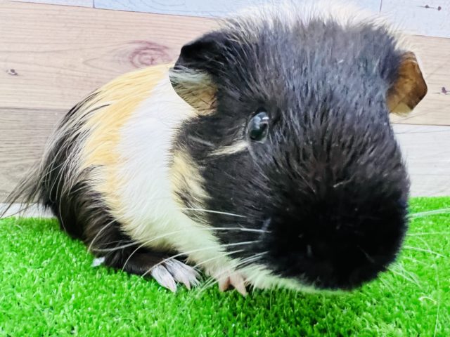 画像更新☆もちもち♡ちょっと変わったイングリッシュモルモット♂