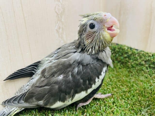 可愛くギャーギャー鳴いてアピール💓　オカメインコ　ノーマル