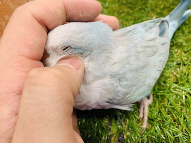 待望の！！　　オキナインコ　ブルーオパーリン入舎です！！　Ｒ4.10/８撮影