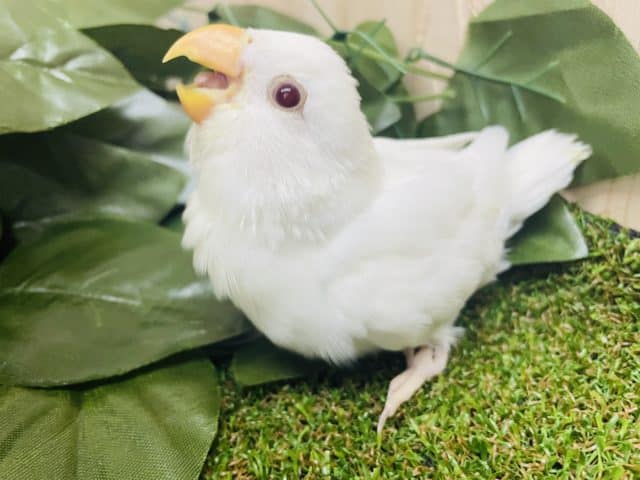 最新画像になりますよ‼️わっしょいラブバード祭りだよ‼️④純白さは負けないんだからね！　コザクラインコ　アルビノ