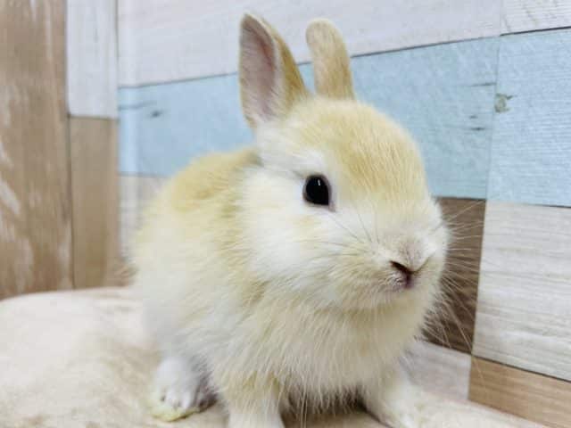 オレンジじゃないよっ♪トーティだよ！ネザーランドドワーフのトーティカラー！