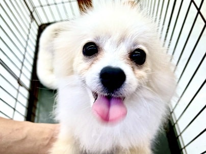 満点のポメポメスマイル♡　ポメラニアンの男のコ  2022.10/22撮影