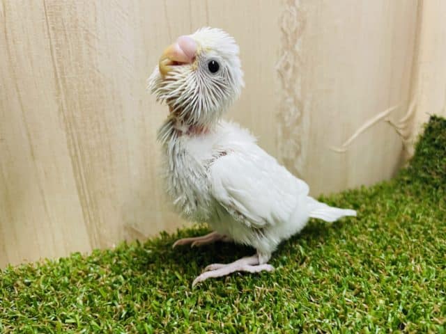 なんとなんと‼️久しぶりなんです❤️ セキセイインコ　ダブルファクターホワイト