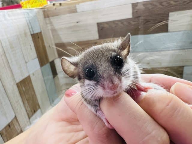 馴れ馴れ♡アフリカヤマネ☆