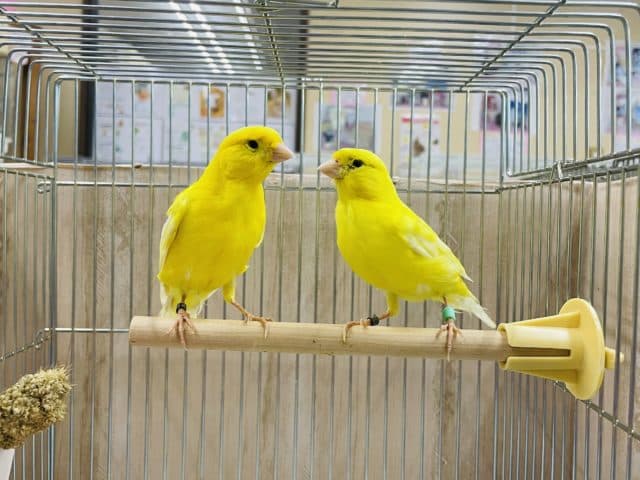 🍋〜レモンカナリア〜🍋ムフクになります‼️ ♂♀います🍋