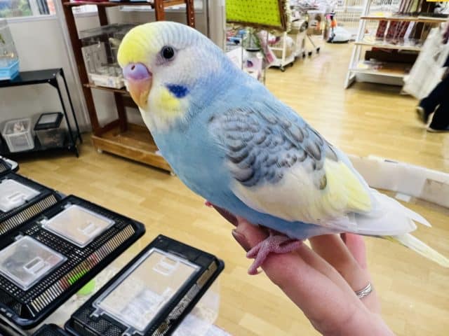 最新画像更新☆セキセイインコのヒナ(パステルレインボーパイド)入荷しました〜❤