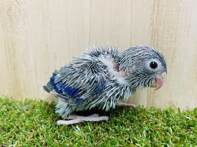 うぶうぶブルーのマメたん💕　マメルリハ　ブルー　男の子