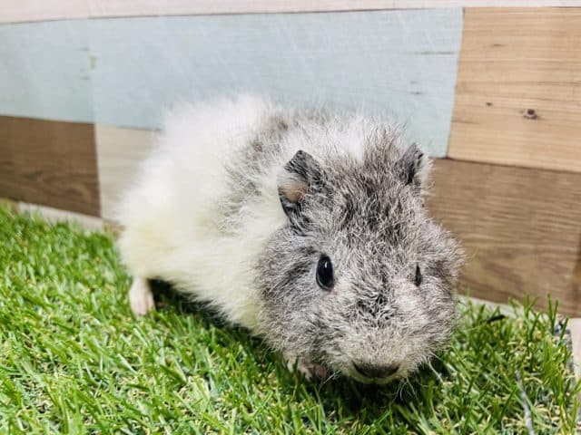 もふもふ可愛い女の子！テディモルモットの二色カラー！