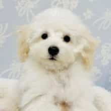 ちっちゃくて可愛いツンデレプーくん⭐️