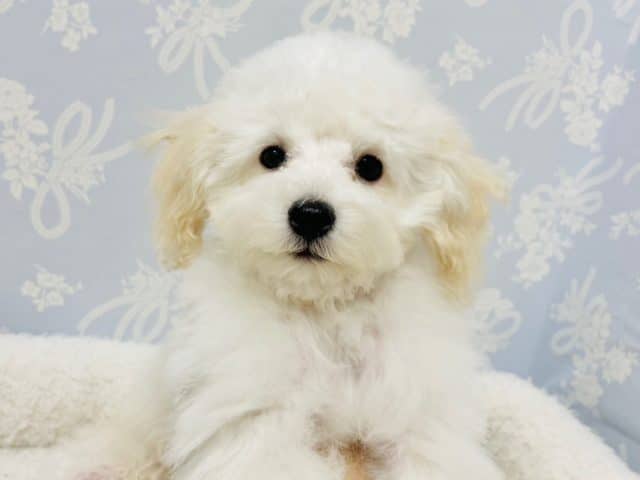 ちっちゃくて可愛いツンデレプーくん⭐️