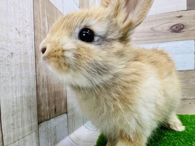 奥深いよ♪オレンジトーティーネザーランドドワーフラビット