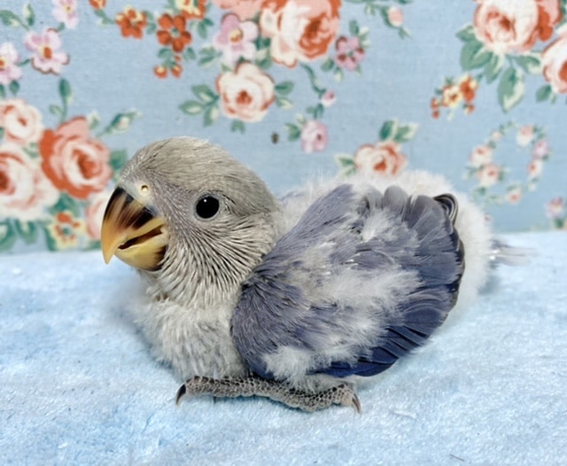 コザクラインコ バイオレット💜🌿 10/22