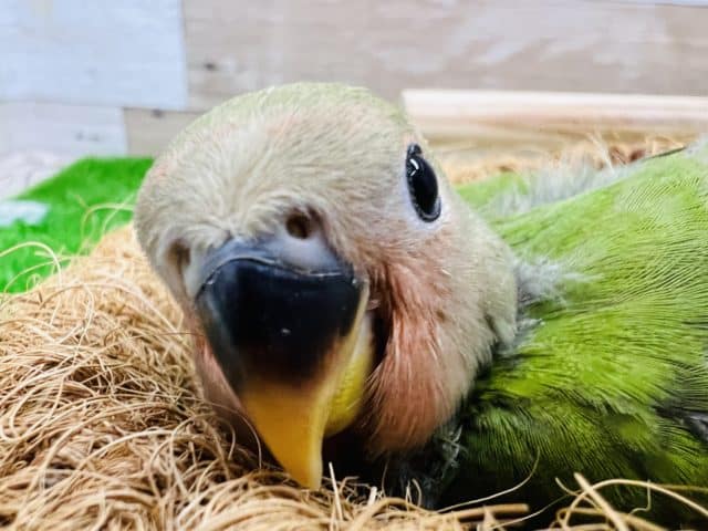 最新画像更新☆カメラ目線が上手♡小桜インコのノーマルカラー☆
