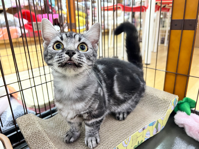 最新画像❤短足ちょんちょんが止まらない♡マンチカンちゃん！