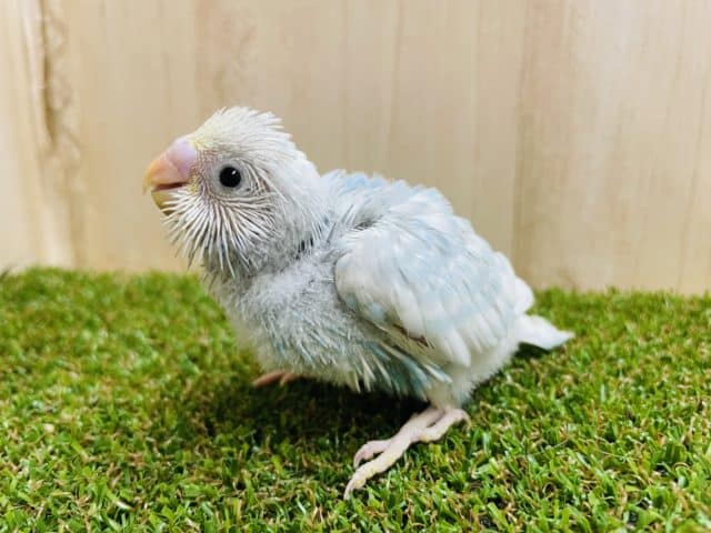 背中に注目〜！！とっても綺麗なんです✨　セキセイインコ　スパングルパイド