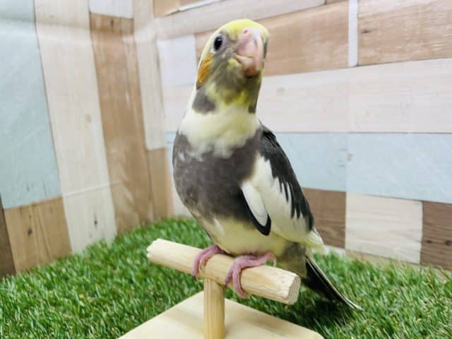 立派になってきた人気カラーのコ！オカメインコのパイドカラー！