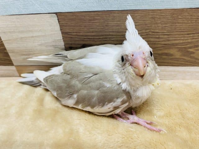 落ち着いたカラーのオカメインコ☆ホワイトフェイスシナモンパイド！