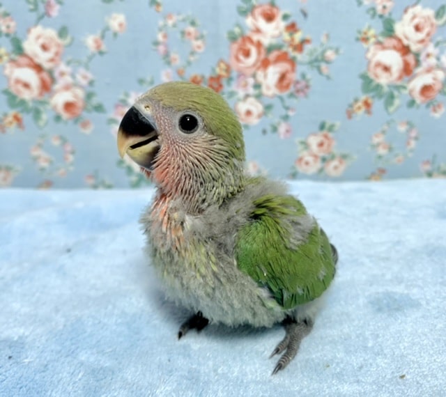 コザクラインコ🌸🌿 ノーマル 10/22