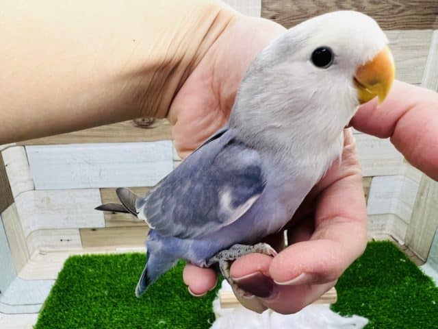 最新画像更新☆小桜インコさん(バイオレットパイド)入荷しました〜❤