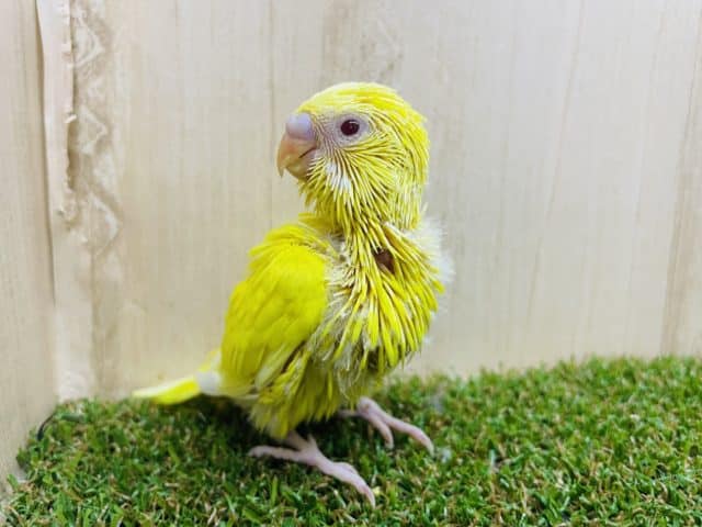 キメ顔がお得意さん？？　かっこいい雰囲気を持ち合わせたセキセイさん！　セキセイインコ　ルチノー