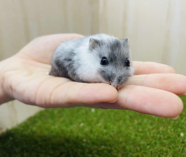 黒白カラーのハムスターなんです‼️② マーブルハムスター　女の子