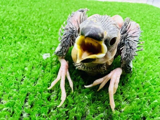 ちびっこ桜文鳥ひな! ちびっこ桜文鳥ひな!