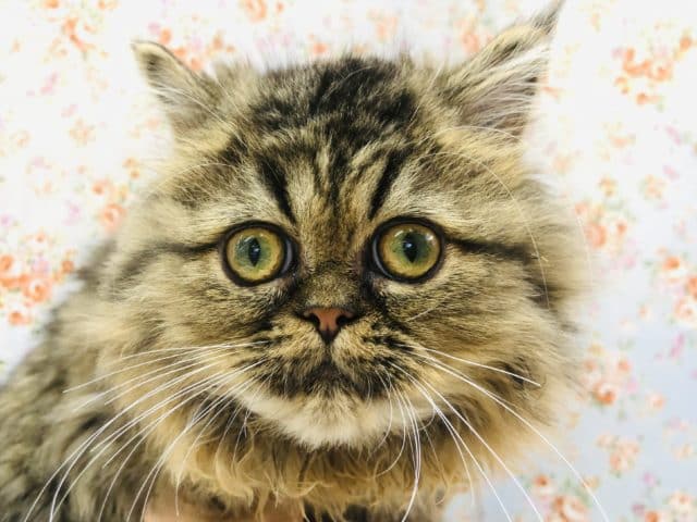 ぺちゃ顔さんだよ！ペルシャくんいるよ〜！