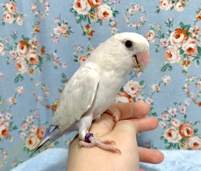 コザクラインコ パリッドバイオレットシナモン 🌱｡゜10/22