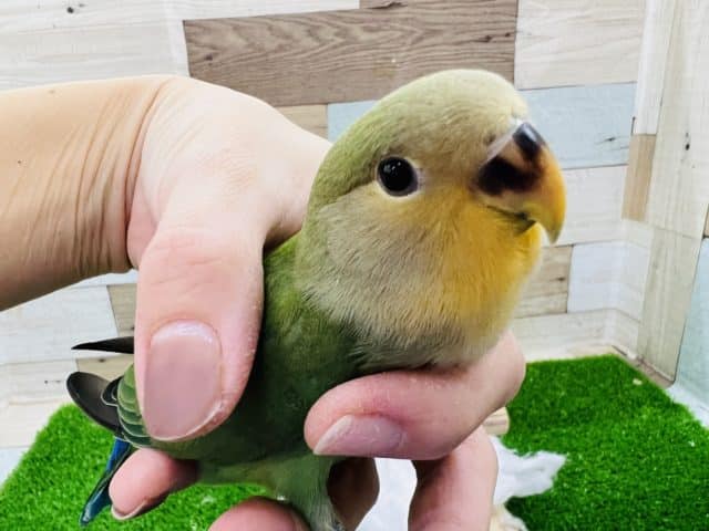 最新画像更新☆ぴっとり寄り添ってきます！オレンジフェイスのコザクラインコ！