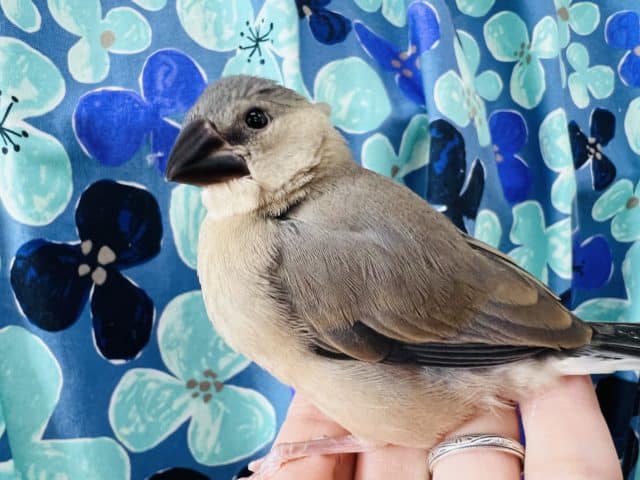 ちょっと育った慣れ桜文鳥います♡