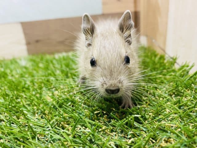 どんな子に成長するかな？これからが楽しみなデグーアグーチ☆