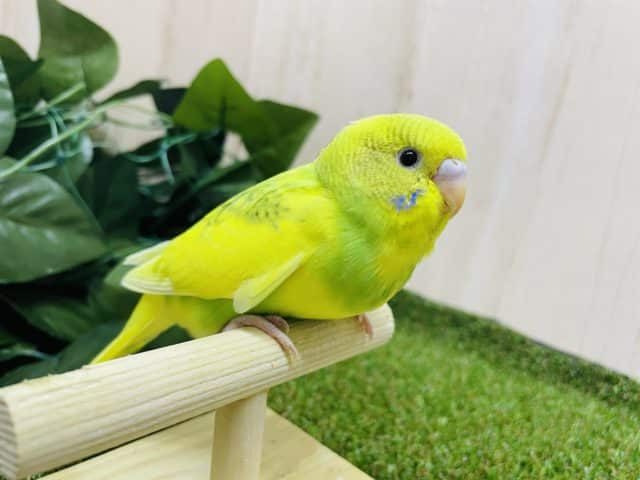 最新ナデナデ動画あります！優しい雰囲気のただようセキセイさん！　セキセイインコ　スパングルパイド