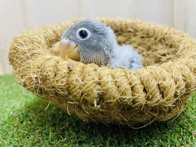 わっしょいラブバード祭りだよ‼️②はじめまして、ブルーのボタンインコです💓　ボタンインコ　ブルー
