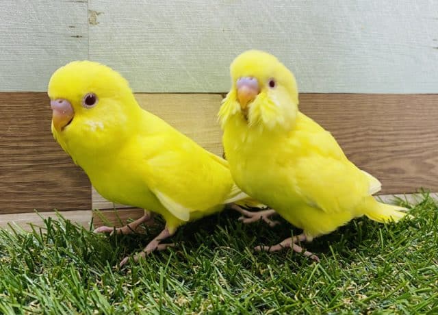 あと一匹！セキセイインコルチノー☆２羽やって来ました〜