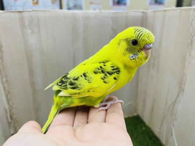 最新画像になりますよ‼️黒模様多め！虎っぽくかっこよくなりたい‼️　セキセイインコ　ハルクイン