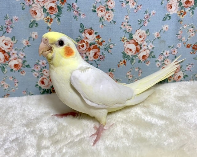 手乗りオカメインコ ルチノー🐤 10/20