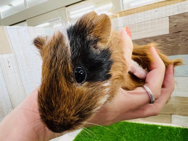 手のひらサイズの短毛モルモット♀