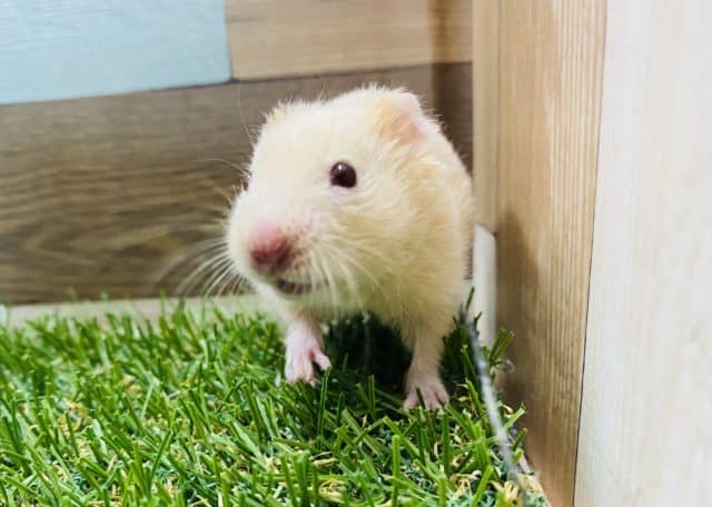 レアカラー★キンクマハムスターの赤目ちゃん！！