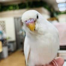 冬にピッタリ！？ホワイトカラー‪☆セキセイインコ(ダブルファクター)